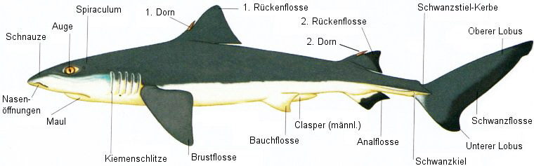Körperbau eines Hais